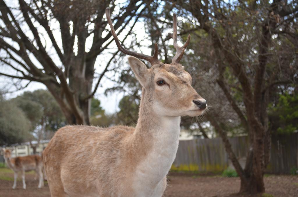 Deer Park Motor Inn Armidale Luaran gambar