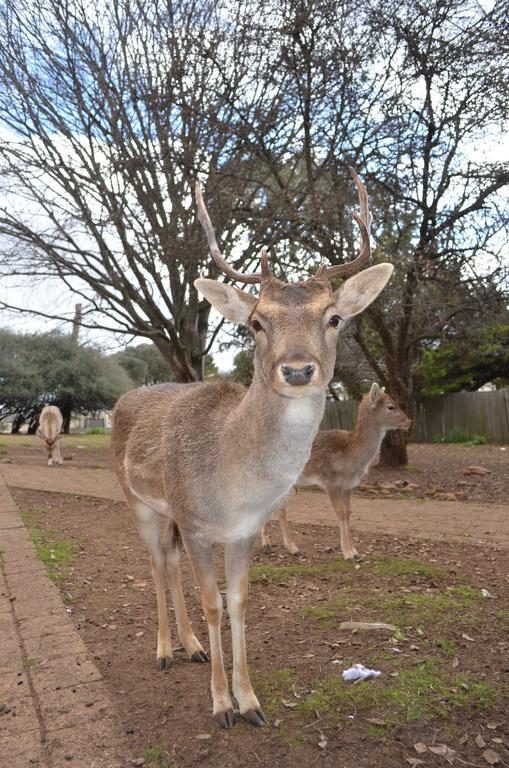 Deer Park Motor Inn Armidale Luaran gambar