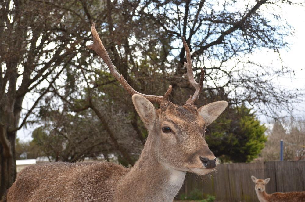 Deer Park Motor Inn Armidale Luaran gambar