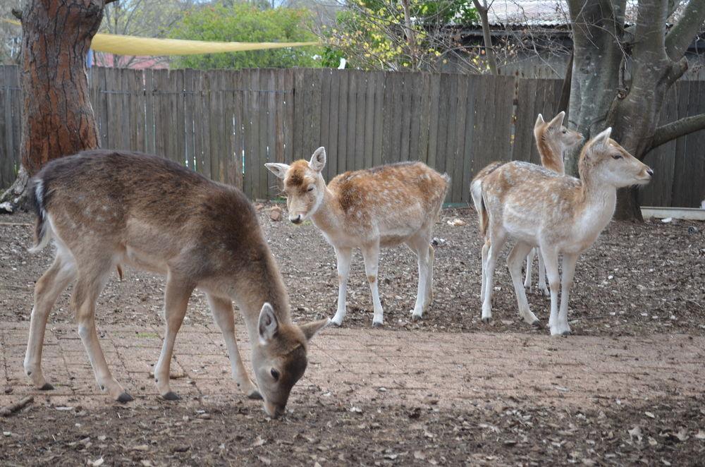 Deer Park Motor Inn Armidale Luaran gambar