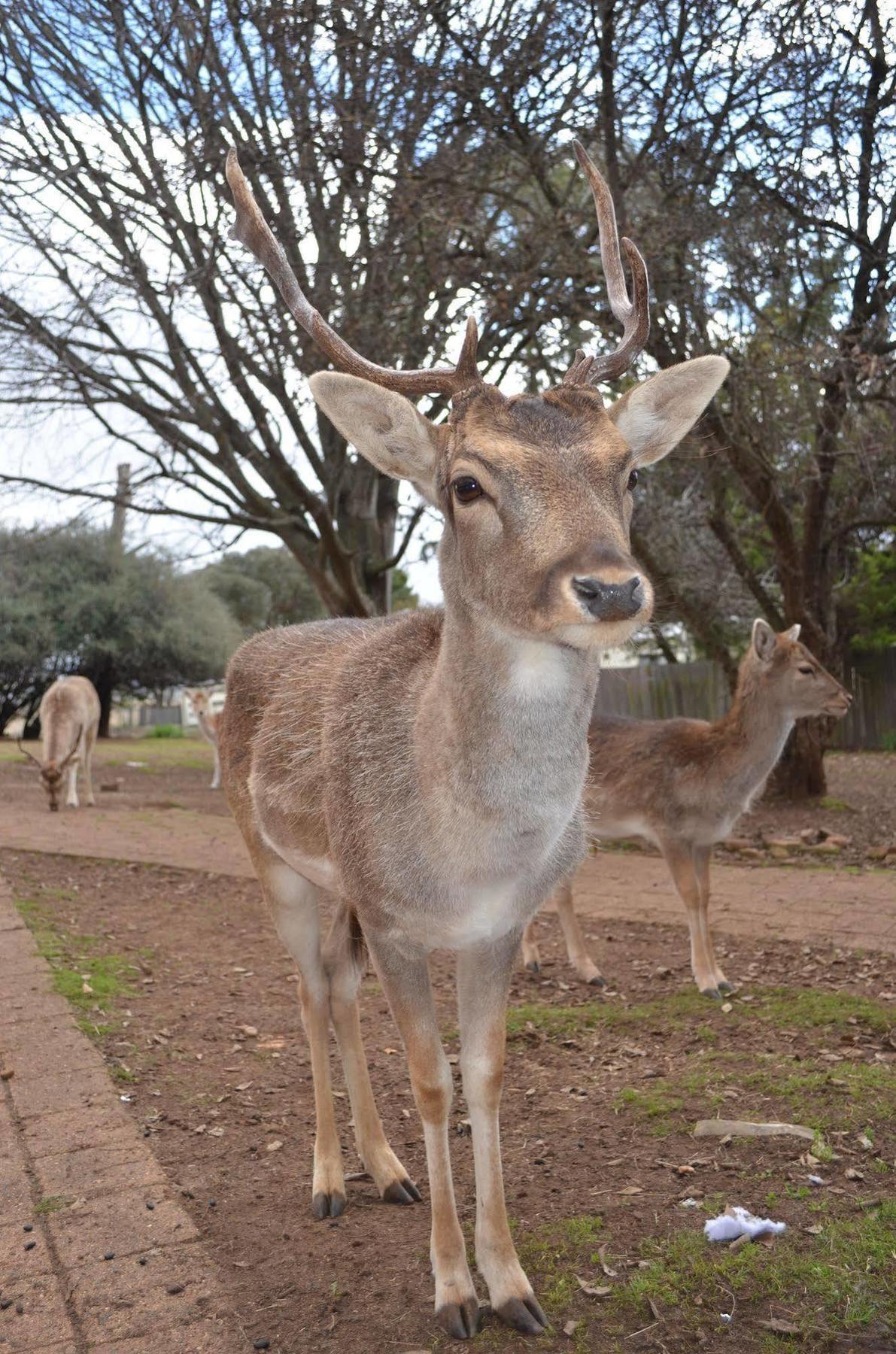 Deer Park Motor Inn Armidale Luaran gambar